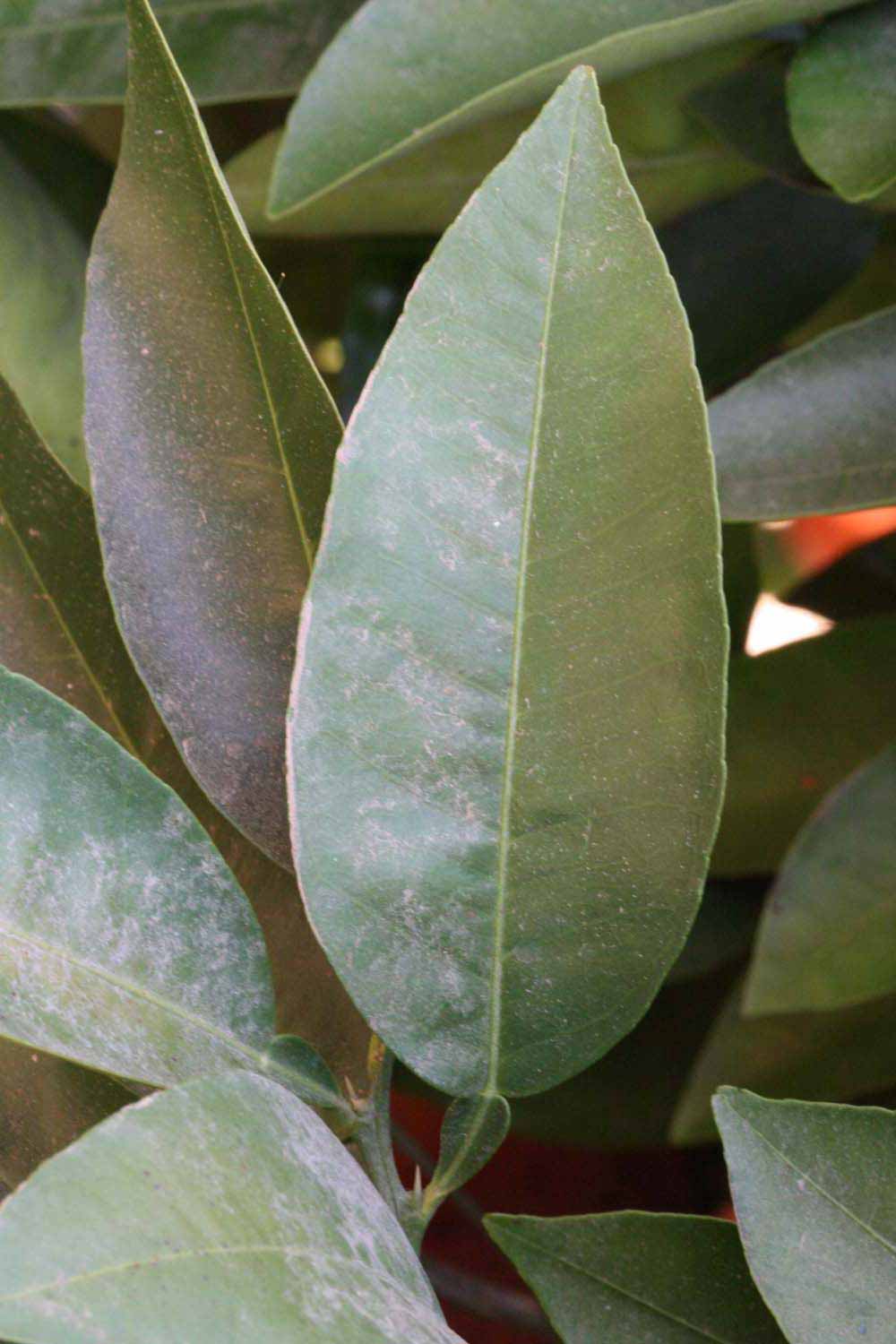              Unifoliolate leaf (Riverside, CA)       